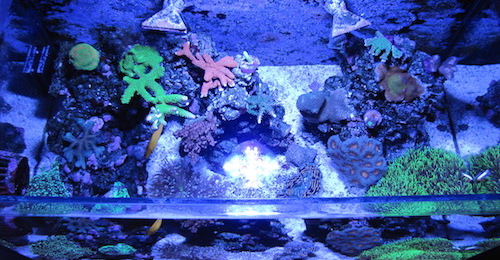 Top Down Tank Shot
