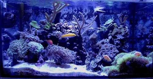 Full Tank Shot