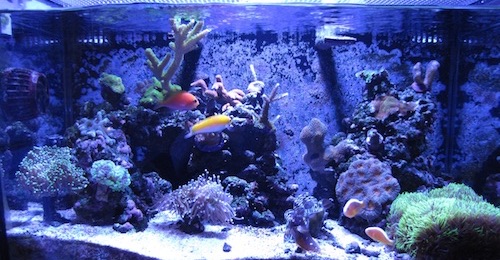 Full Tank Shot