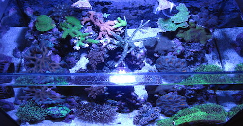 Top Down Tank Shot