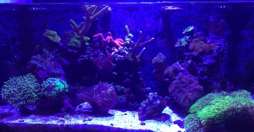Top Down Clam Shot