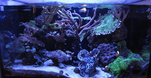 Full Tank Shot