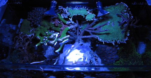 Top Down Tank Shot