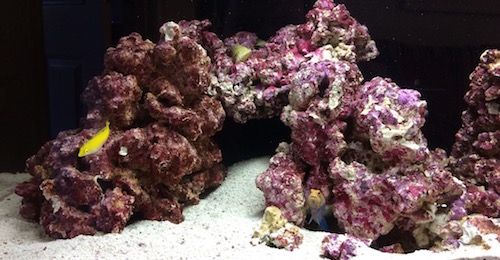 New Tank Shot