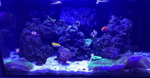 Full Tank Shot