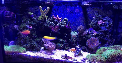 New Clam Shot
