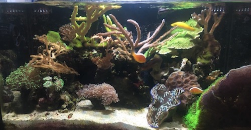 Full Tank Shot