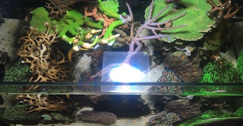 Top Down Tank Shot