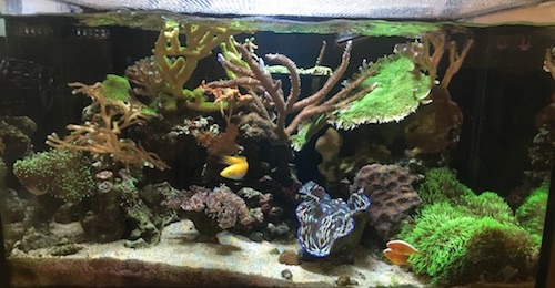Full Tank Shot