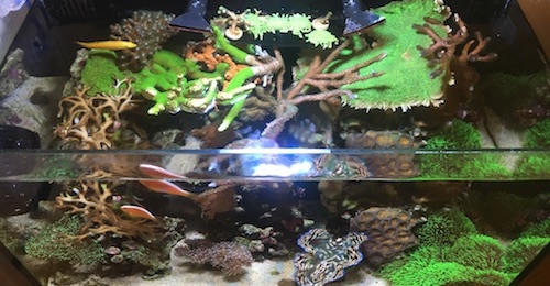 Top Down Tank Shot
