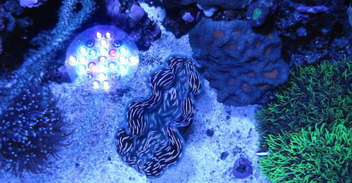 Top Down Clam Shot