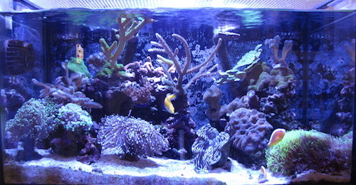 Full Tank Shot