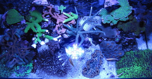 Top Down Tank Shot